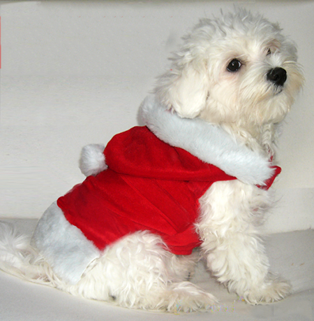 костюм Деда Мороза собаке
