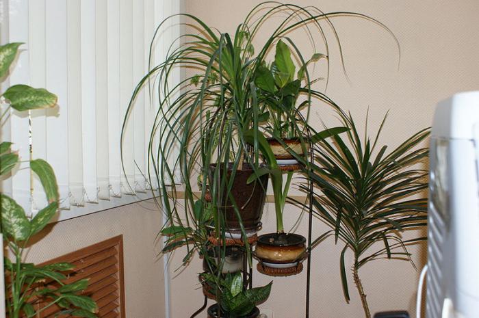как ухаживать за комнатными растениями