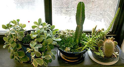 комнатные растения азалия как ухаживать