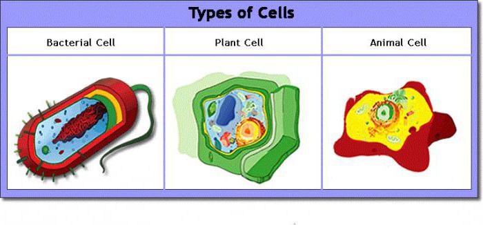 типы клеток