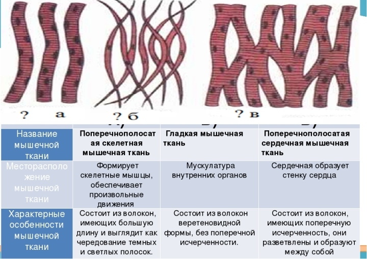 Назовите виды мышечной ткани изображенные на рисунке 3 напишите их названия