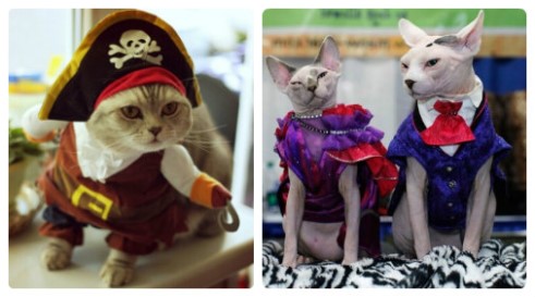 карнавальная одежда для кошек