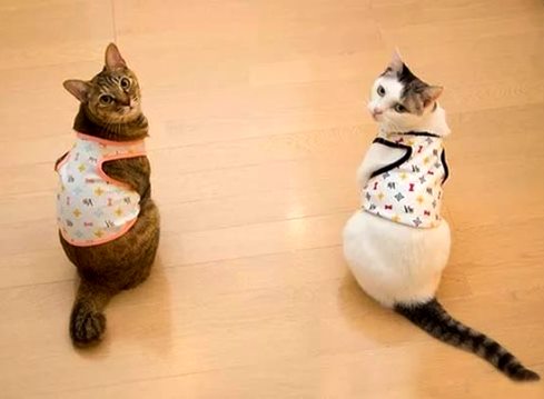 одежда для котов
