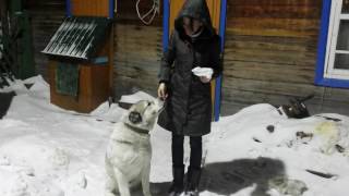 Алабай пытается оторвать мех с куртки. Роечке очень понравился мех на капюшоне!